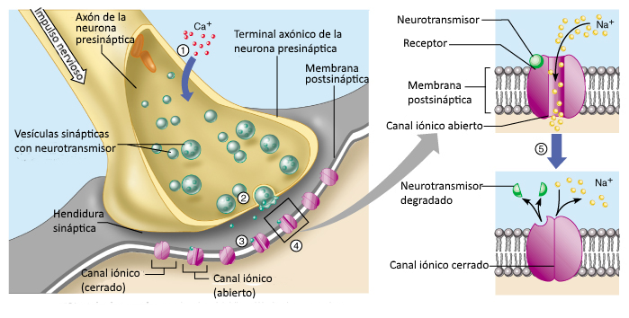 Resultado de imagen para membrana sinaptica